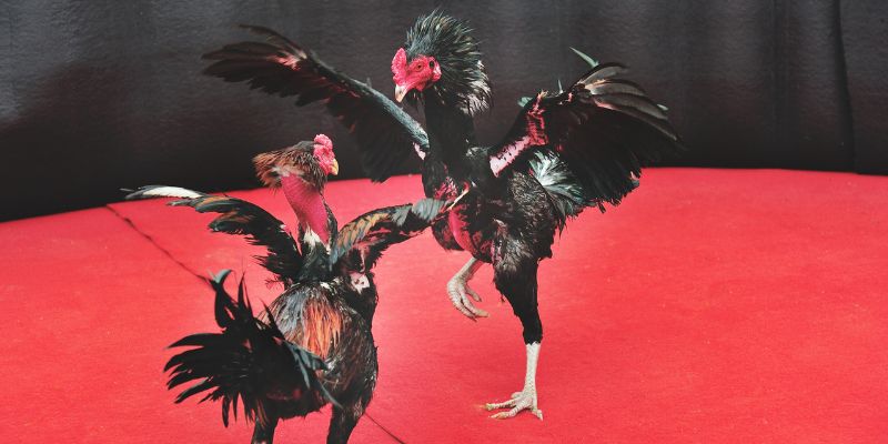 Người chơi cần nắm rõ được lợi ích và tác hại của đá gà cựa sắt tại tv88