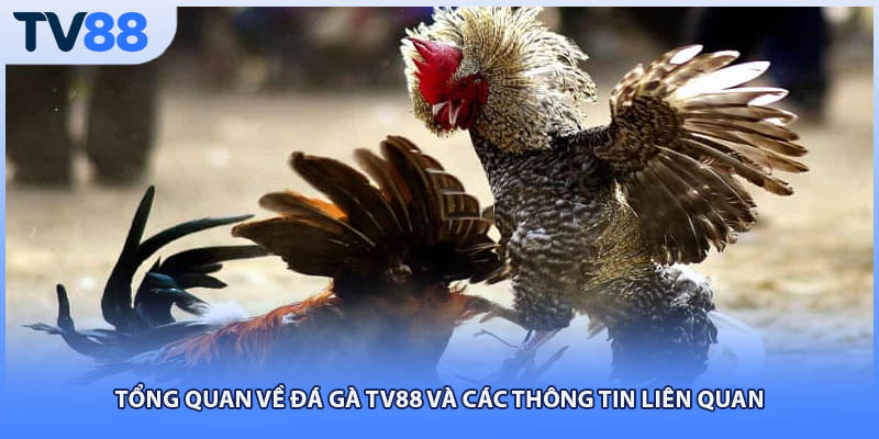 Tổng quan về đá gà TV88 và các thông tin liên quan