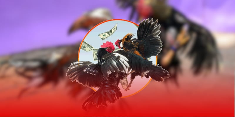 Khám phá những điểm nổi bật của đá gà